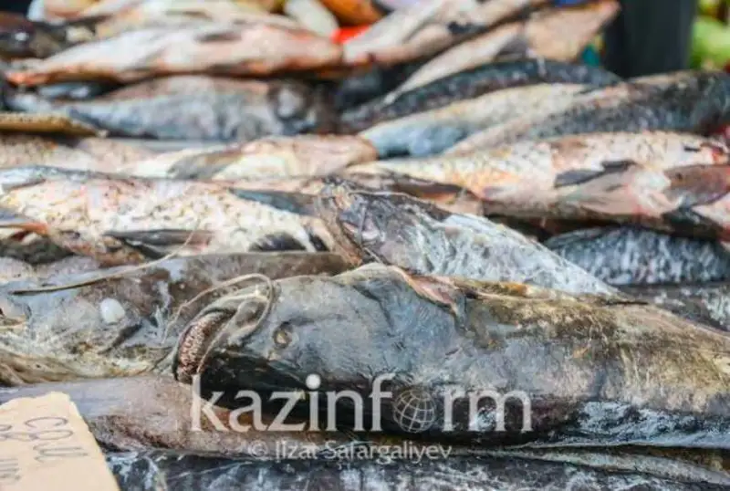 جايىن مەن كوكسەركە بالىقتارىن ەكسپورتتاۋعا تىيىم سالىنباق