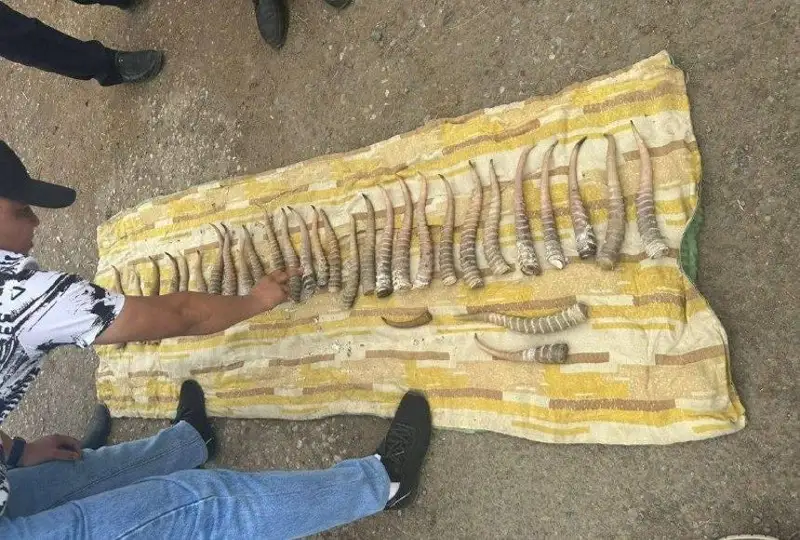 اقتوبەدە قۇنى 80 ميلليون تەڭگەدەن اساتىن اقبوكەن ءمۇيىزى تاركىلەندى