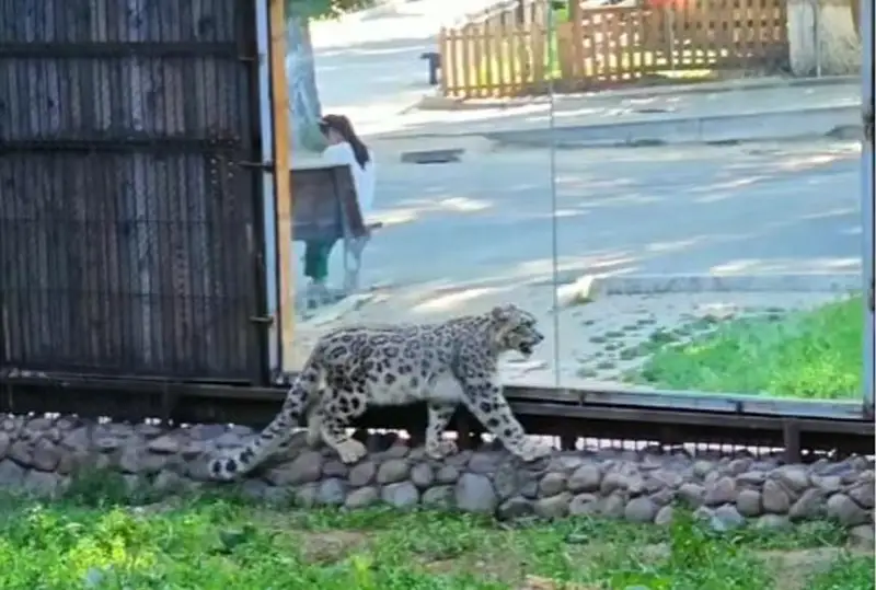 Almaty oblysynda malshy taýyp alǵan ilbis erkindikke jiberildi