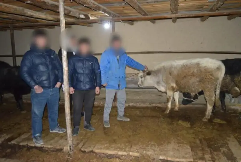 Túrkistan oblysynda mal urlyǵymen aınalysqan birneshe top ustaldy