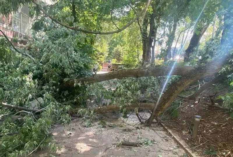 Дерево упало на летник в Алматы