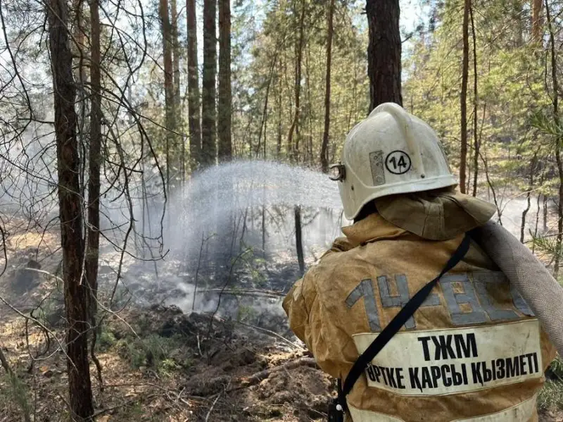 Видео с заготовками для розжига деревьев прокомментировали в акимате области Абай