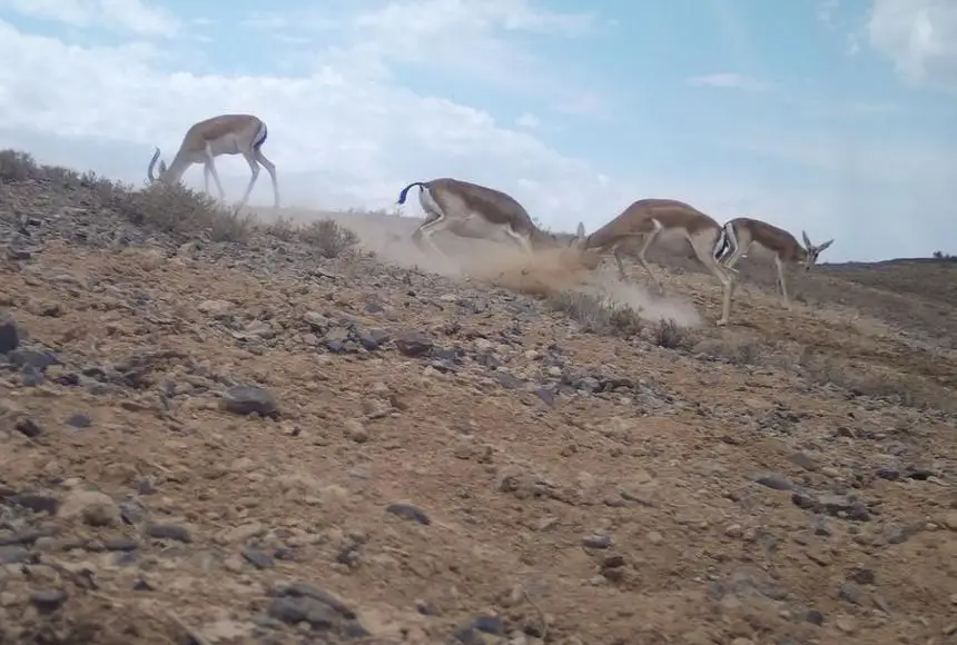 Жеке mmf бейнелері