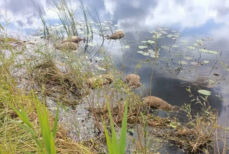 Туши около 90 сайгаков обнаружили в Карагандинской области