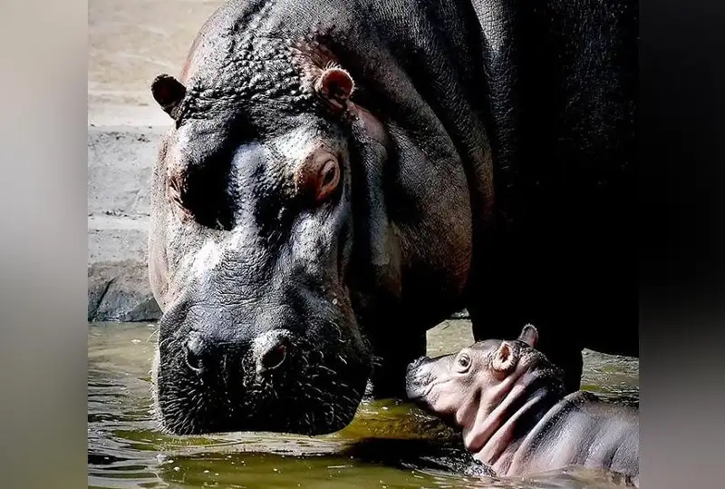 الماتى حايۋاناتتار باعىندا كىشكەنتاي سۋسيىر ومىرگە كەلدى