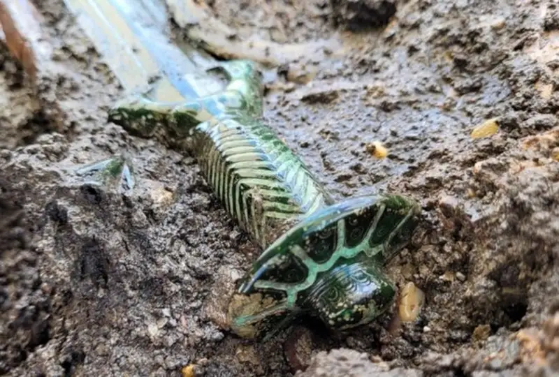 Выкованный более 3000 лет назад меч обнаружили в Германии