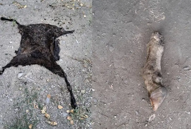 26-летнего скотокрада задержали в ВКО