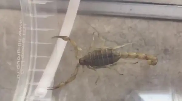 شىمكەنتتە 12 ادامدى سارىشايان شاقتى