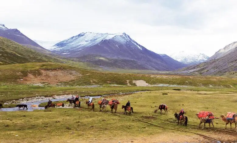 كوكەك قاشان قايتا كەلەدى؟