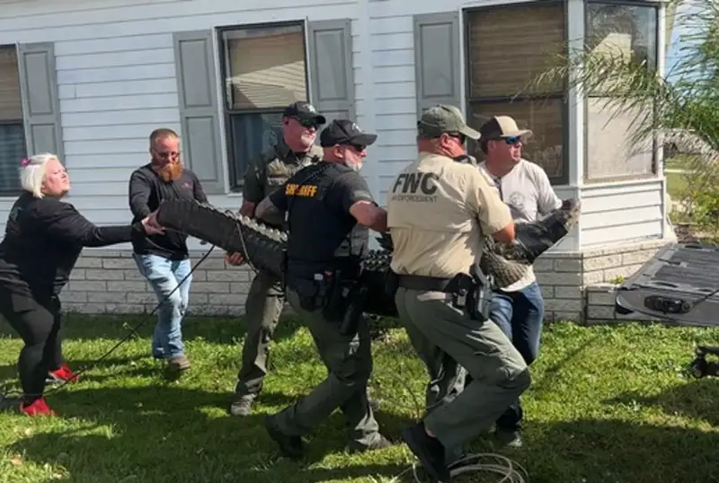 Флоридада кекса аёл аллигатор ҳужумидан сўнг вафот этди