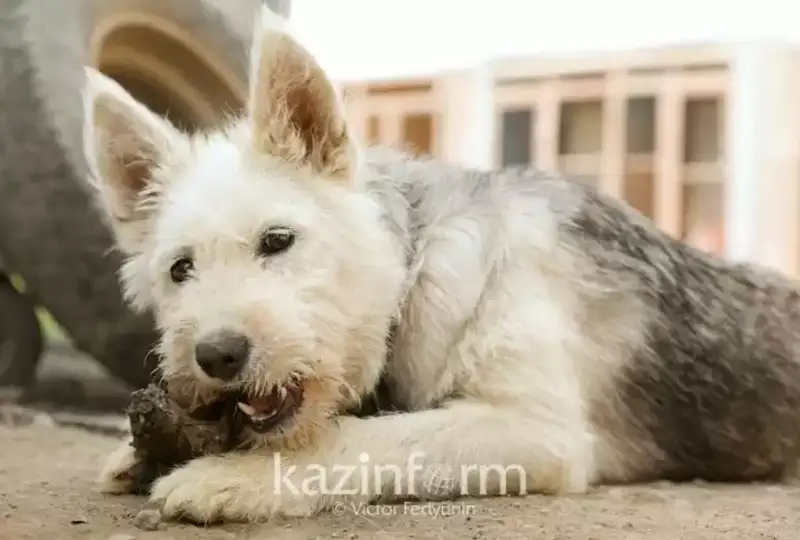 В Китае растет спрос на клонированных домашних животных