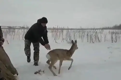 Косуль отлавливают в центре Петропавловска