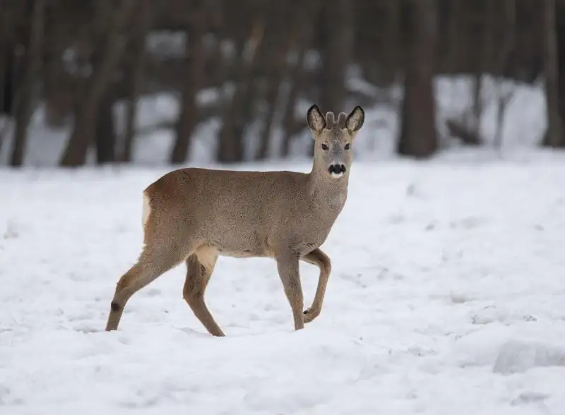Косули бегают по улицам Петропавловска