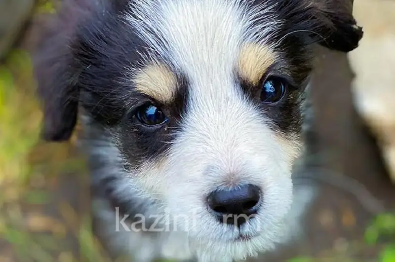 Почему акиматы не решают проблему с бездомными животными, рассказала эксперт