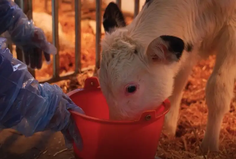 Хитойлик олимлар илк бор сигирнинг голштейн зотини клонлаштирди