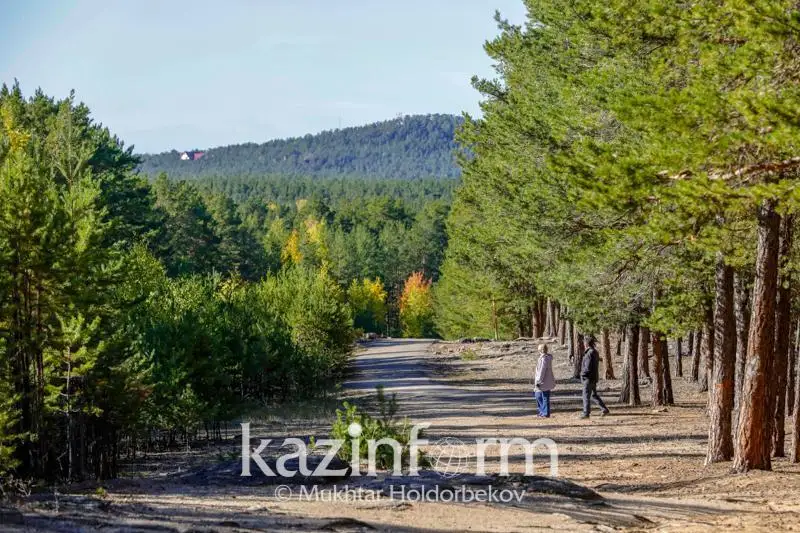 Как работают лесники в Казахстане