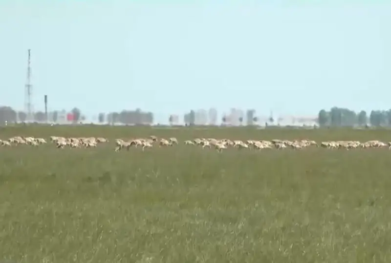 باتىس قازاقستاندا شارۋالار كيىككە بايلانىستى توتەنشە جاعداي ەنگىزۋدى سۇراپ وتىر