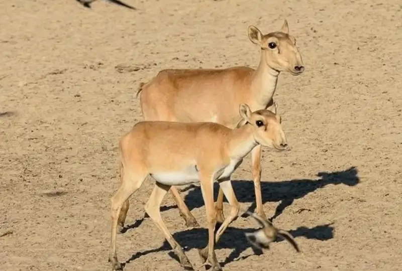 بىزگە بەيمالىم بارسا كەلمەس قورىعى