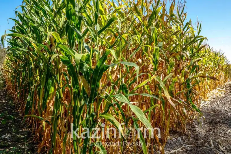 Производить сахар из кукурузы или пшеницы предлагают в Казахстане