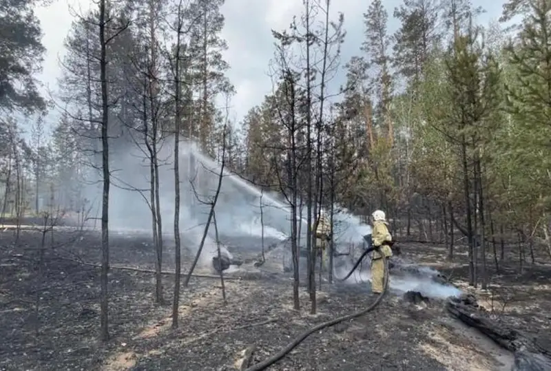 Эколог раскритиковала равнодушие ответственных чиновников в борьбе с лесными пожарами