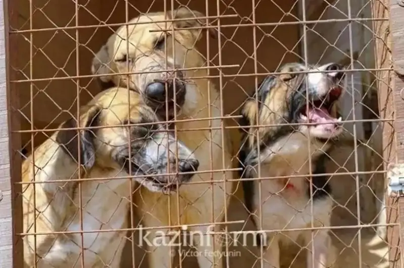 Oralda er adam balalardyń kózinshe ıtti pyshaqtap óltirdi