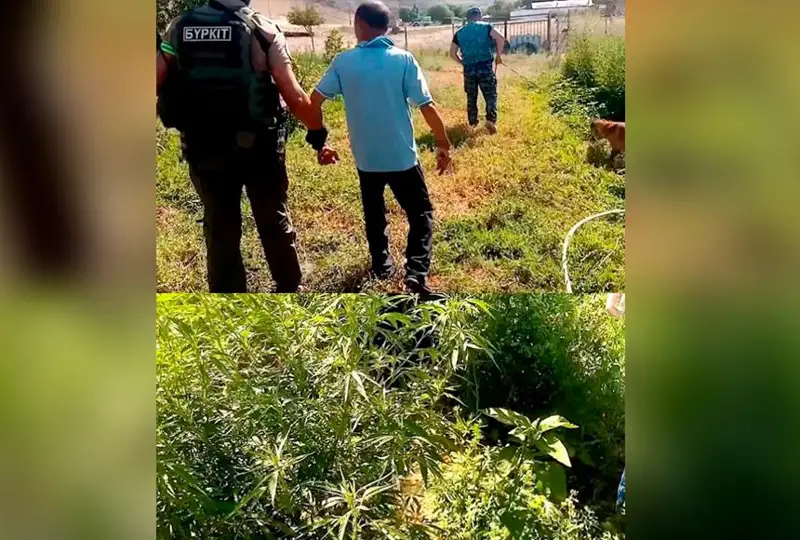 Более 22 кг наркосодержащей конопли вырастил в своем огороде житель Жамбылской области