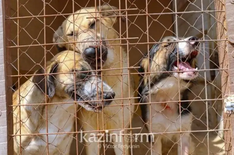 Стерилизацию бродячих собак и кошек начали в Актобе