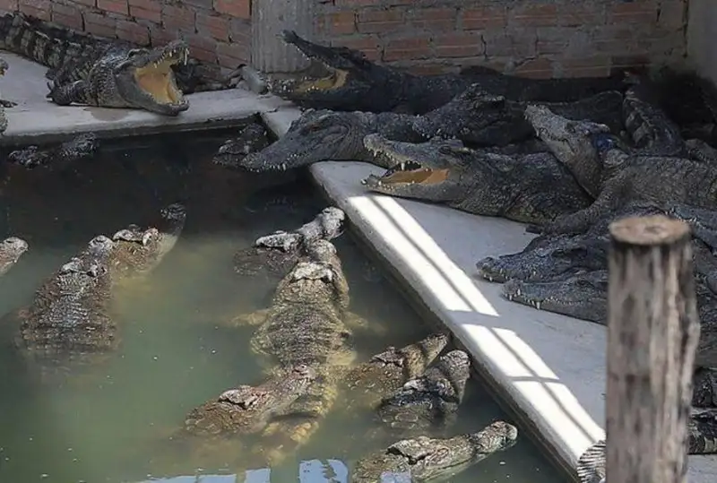 40 крокодилов разорвали пожилого фермера в Камбодже