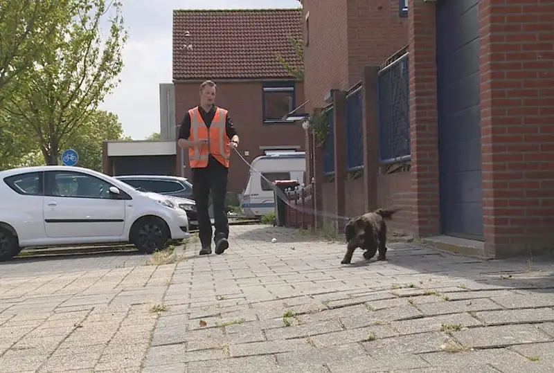 Нидерландияда иситиш тизимларидан сув сизиб чиқиши итлар томонидан аниқланади