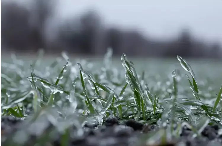 ءساۋىردىڭ اياعىندا اۋا رايى قانداي بولادى؟