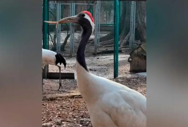 الماتى زووباعىندا تۇمسىعى مايىسقان ەرەكشە تىرنا ءومىر سۇرەدى