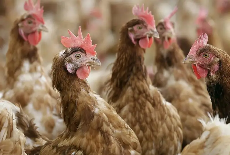 Крупнейшая вспышка птичьего гриппа зафиксирована в Чехии