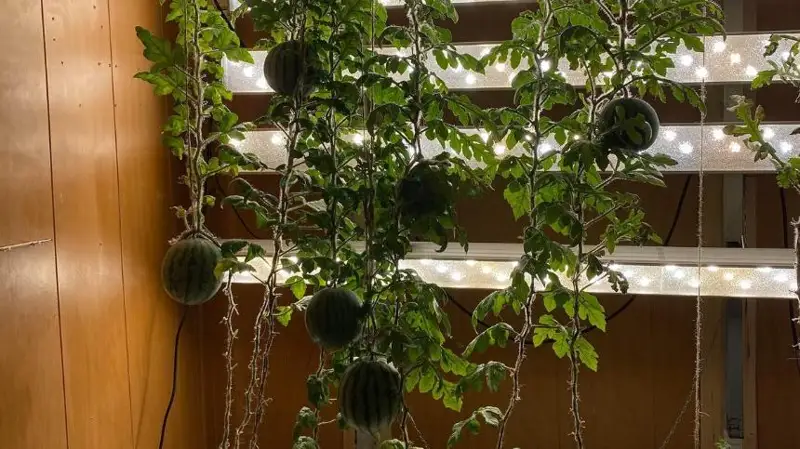 Россиялик олимлар Антарктидада тарвуз етиштирди