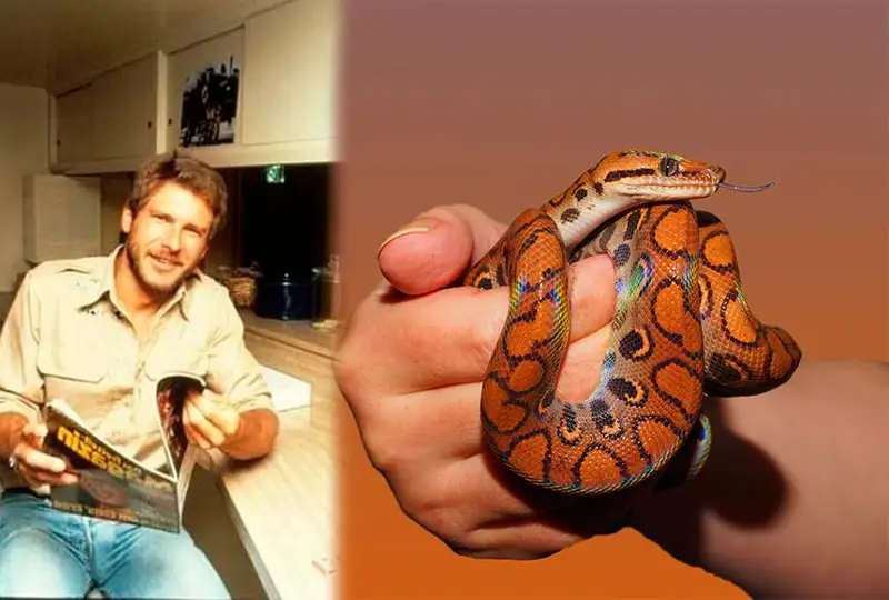 Новый вид змеи назвали в честь Харрисона Форда