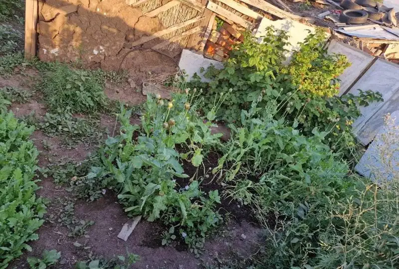 Мак выращивал в огороде житель Костанайской области: изъято более 200 кустов