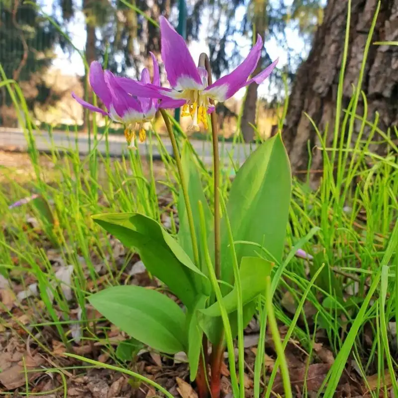阿拉木图植物园西伯利亚猪牙花开花了