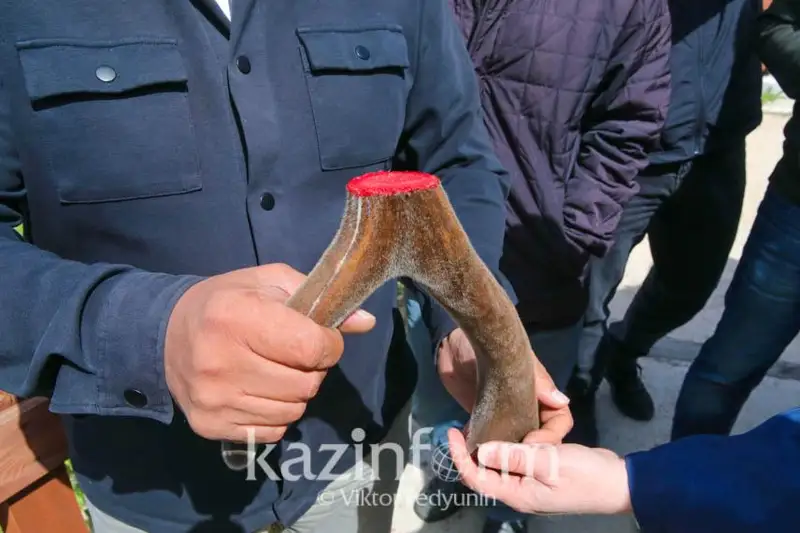 ش ق و پوليتسياسى مارالدىڭ مۇيىزىنەن قان الىپ جاتقان ۆيدەوعا قاتىستى تەكسەرۋ جۇرگىزدى