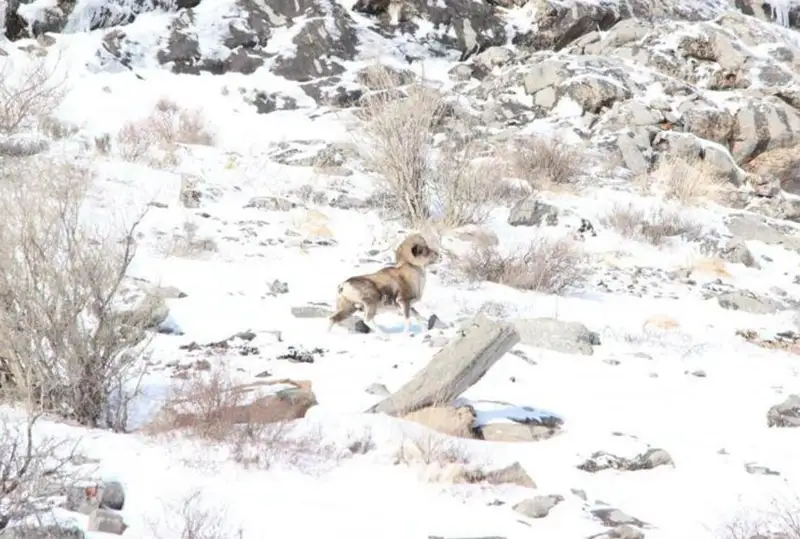 В 30 раз увеличилось поголовье архаров в Каратау