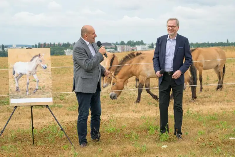 Премьер-министр Чехии стал крестным отцом жеребенка лошади Пржевальского