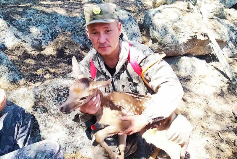 Олененка спасли из лесного пожара в Бурабае