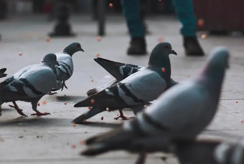 Аким запретил жителям Атырау кормить голубей