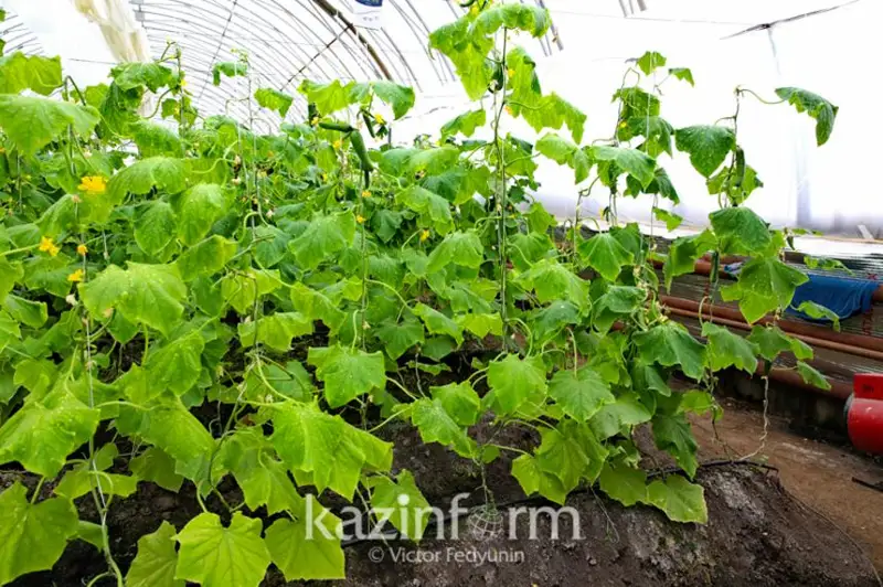 Усилить господдержку теплиц призвал депутат