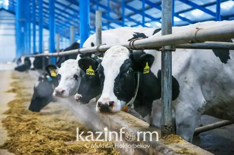 Восемь молочно-товарных ферм построят в Костанайской области