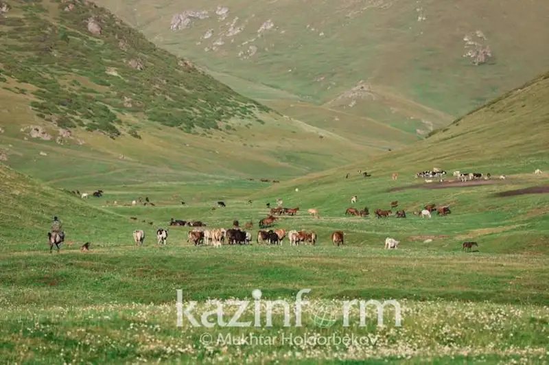 Около 9 млн га составляет дефицит пастбищ в Казахстане