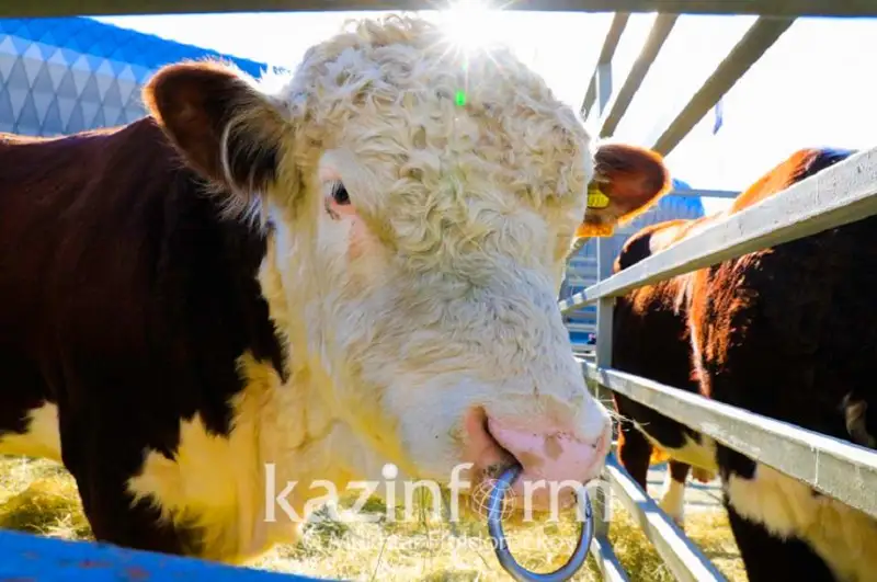 Импортерам племенных животных и пестицидов восстановили налоговую льготу в РК