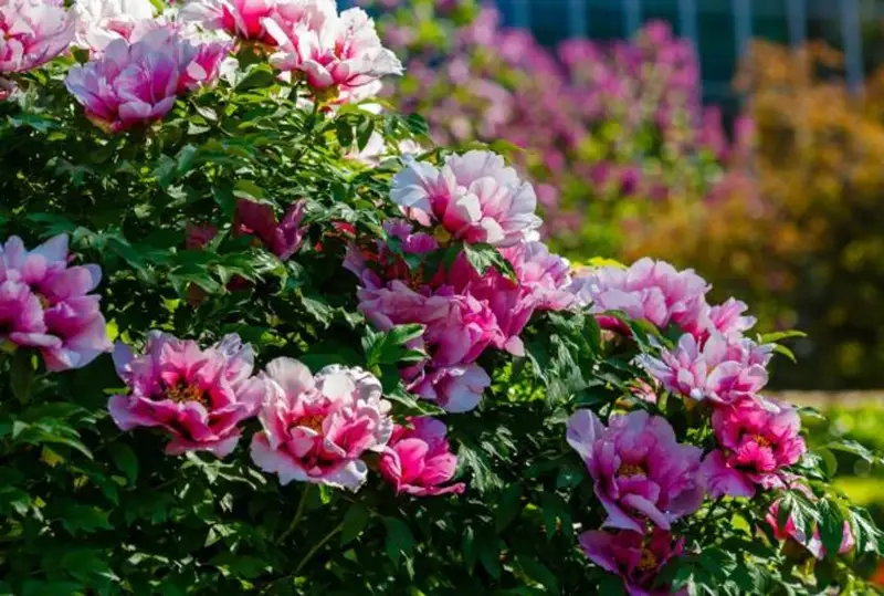 الماتىدا تاريحى ەكى مىڭ جىلدان اساتىن قىتايلىق «اعاش پيونى» وسىمدىگى وسەدى