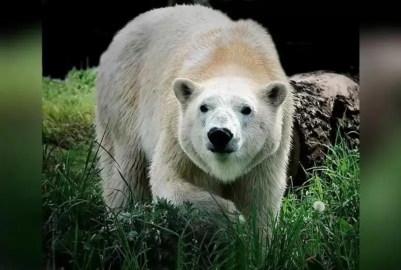 Алмати ҳайвонот боғига оқ айиқ келтирилди