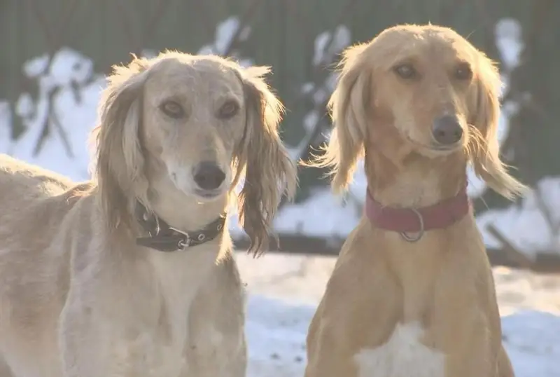 Казахских тазы разводят жители села в Карагандинской области