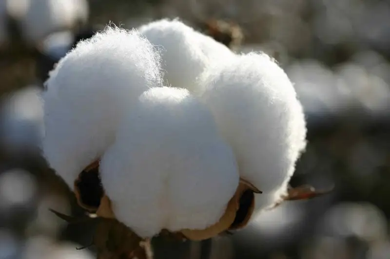 Сократить посевы хлопка могут в Туркестанской области