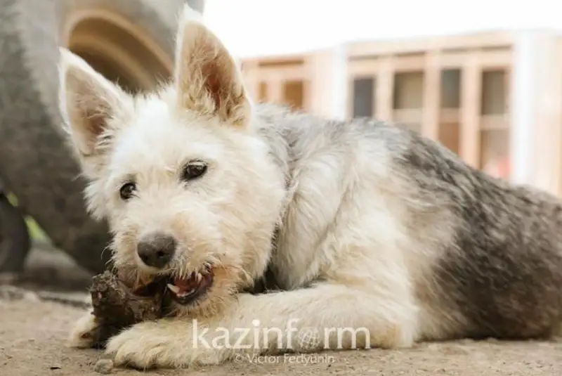 Расходы на бездомных животных озвучили в Акмолинской области